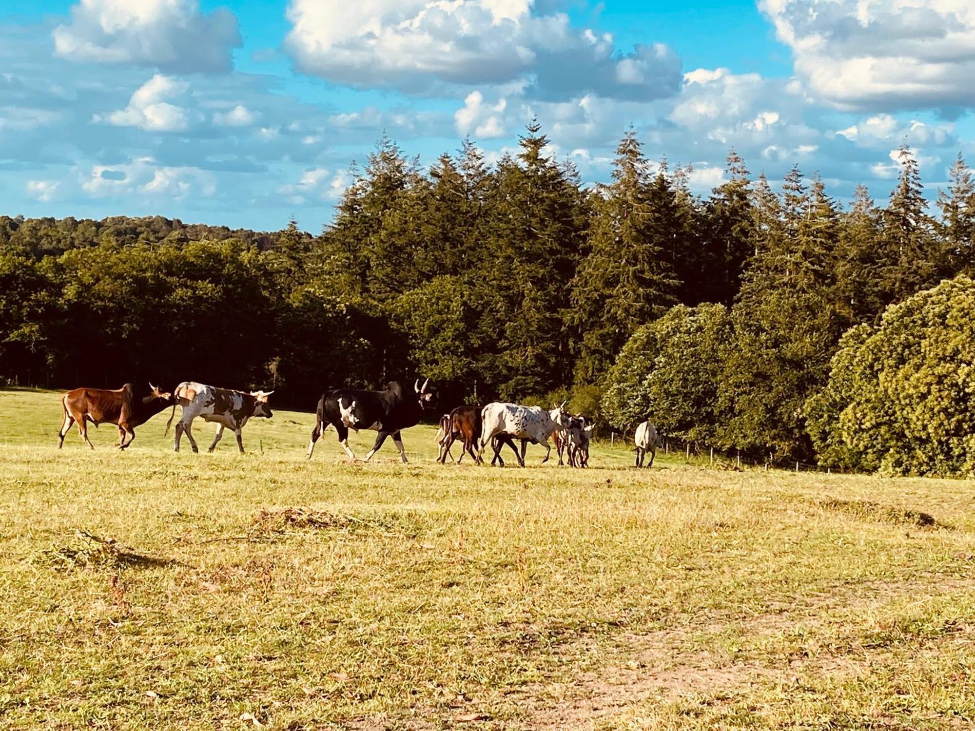 Escapade Dans Un Ranch Apartamento Le Sourn Exterior foto